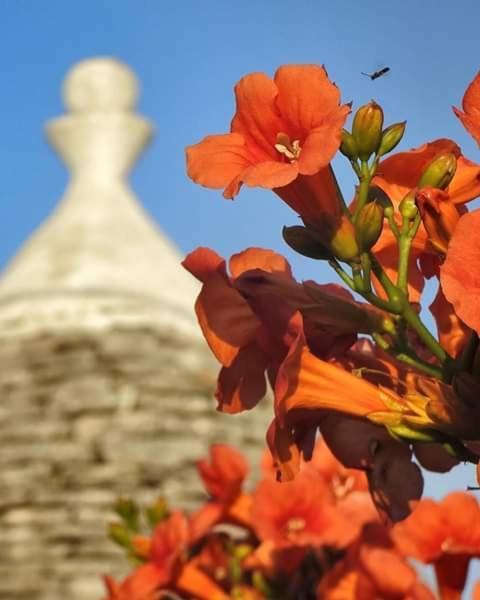 Trulli Di Ivana Ostuni Luaran gambar
